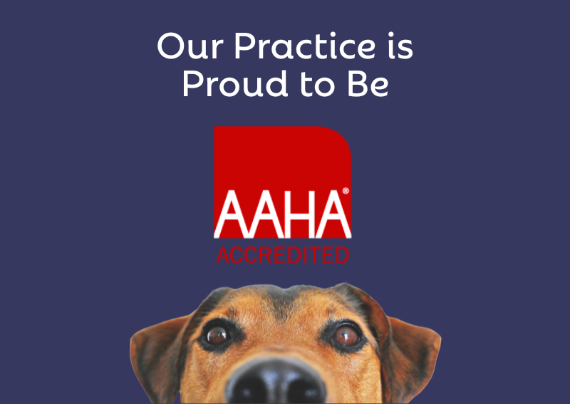 Carousel Slide 3: Our practice is proud to be AAHA-accredited