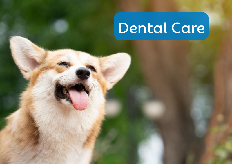 Carousel Slide 4: Bad breath? We can freshen up Fluffy's smile.