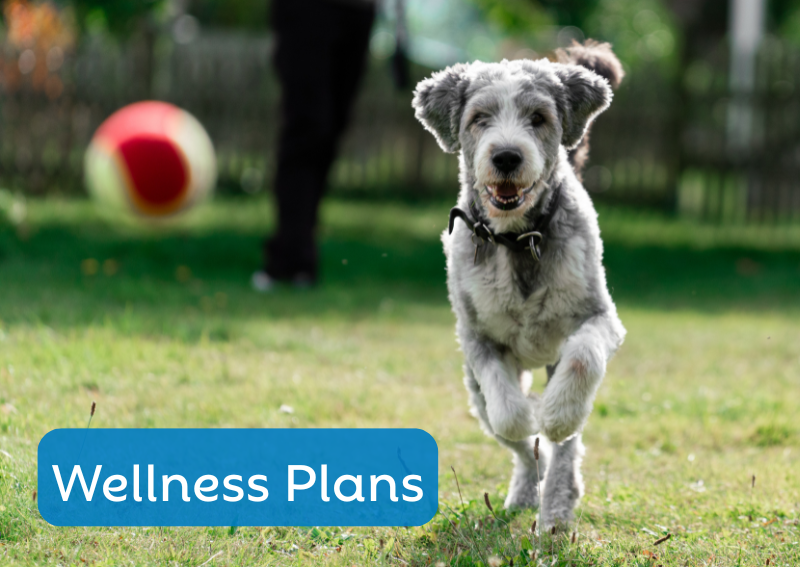 Carousel Slide 2: Check out our wellness plans for dogs and cats of all ages